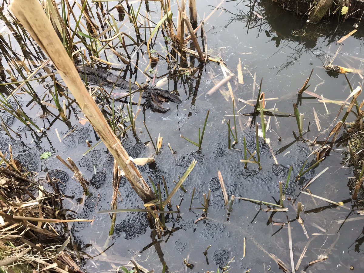 Ook dit jaar volop kikkerdril.