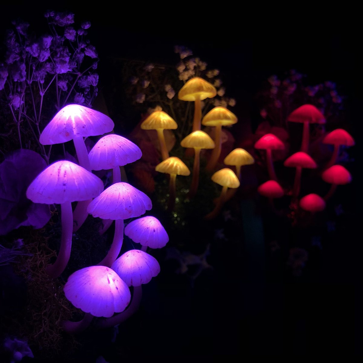 Mushroom frames just dropped💜 there’s 6 listed in all different colors✨ botanicaglow.bigcartel.com