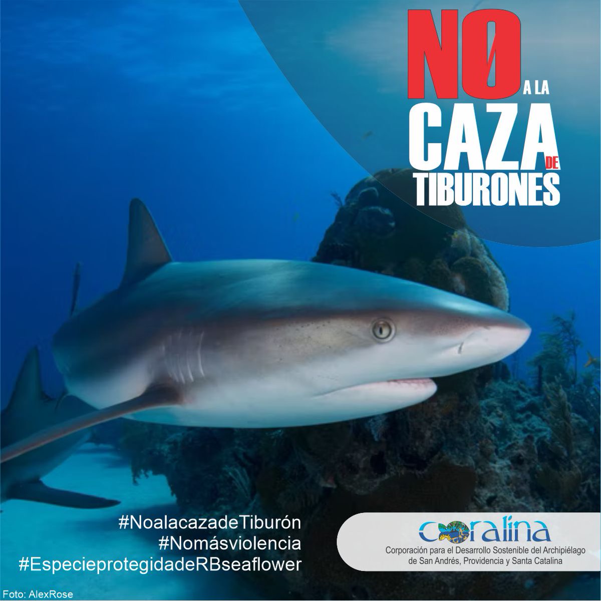 Informamos a la comunidad de #Seaflower que por ley no esta permitido la caza de #Tiburones en #Colombia y en especial en #Seaflower. Esta especie se encuentra en #Veda permanente. Hay multas, sanciones y/o cárcel para las personas que no cumplan la medida. #RespetoLaVed