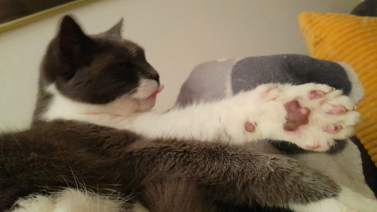 kopybdl's tweet photo. @SusanCalman #catoftheday 
This is Fuss who doesn't want her picture taken. https://t.co/GDi4kn7gzD