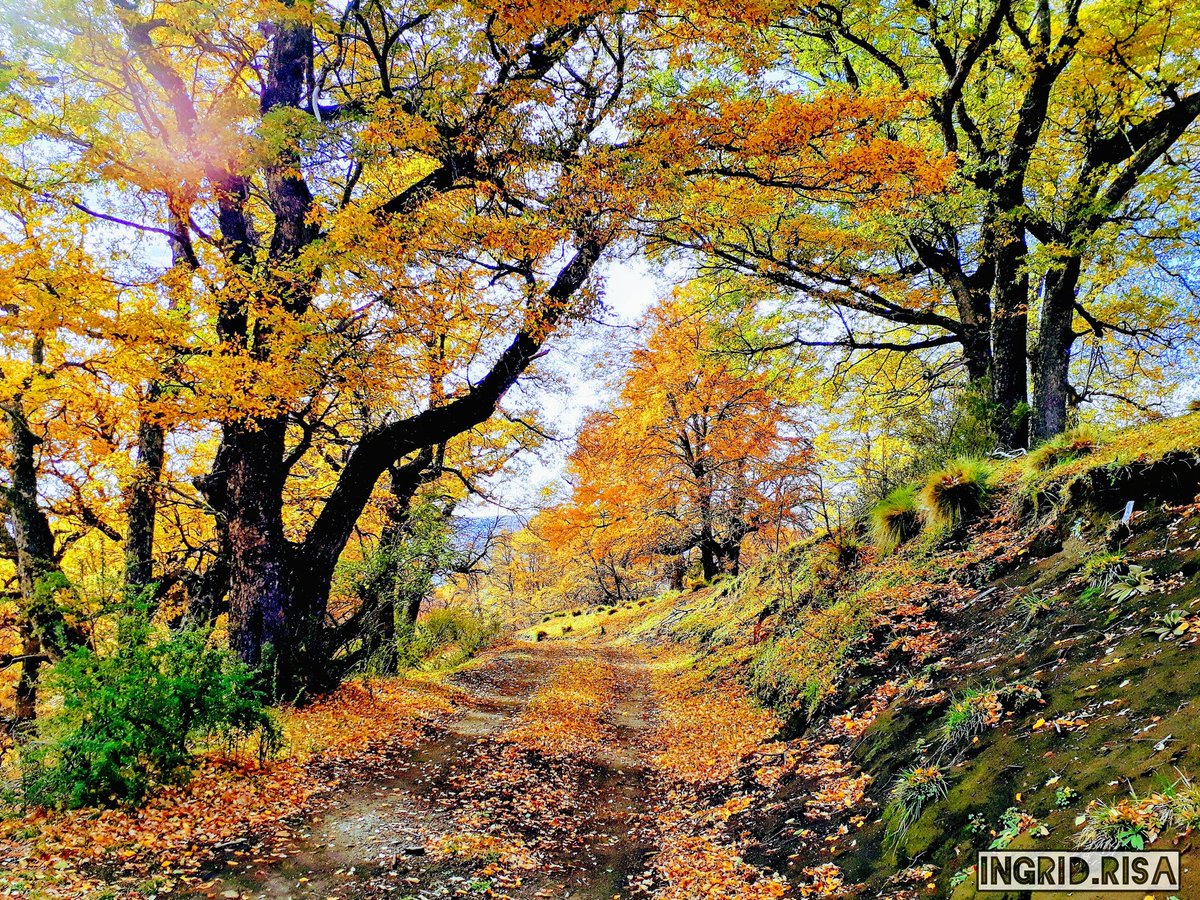 PewenchePiwke's tweet photo. 🧡Akuy ti rimü
🍁Llegó el otoño

📷 Lob Pewenche Paulino Huaiquillán

#Lonquimay #Wallmapu #Mapudungun https://t.co/0lxOY7u0iT