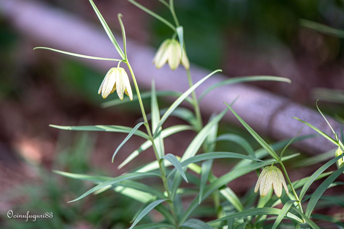 貝母 Twitter Search Twitter