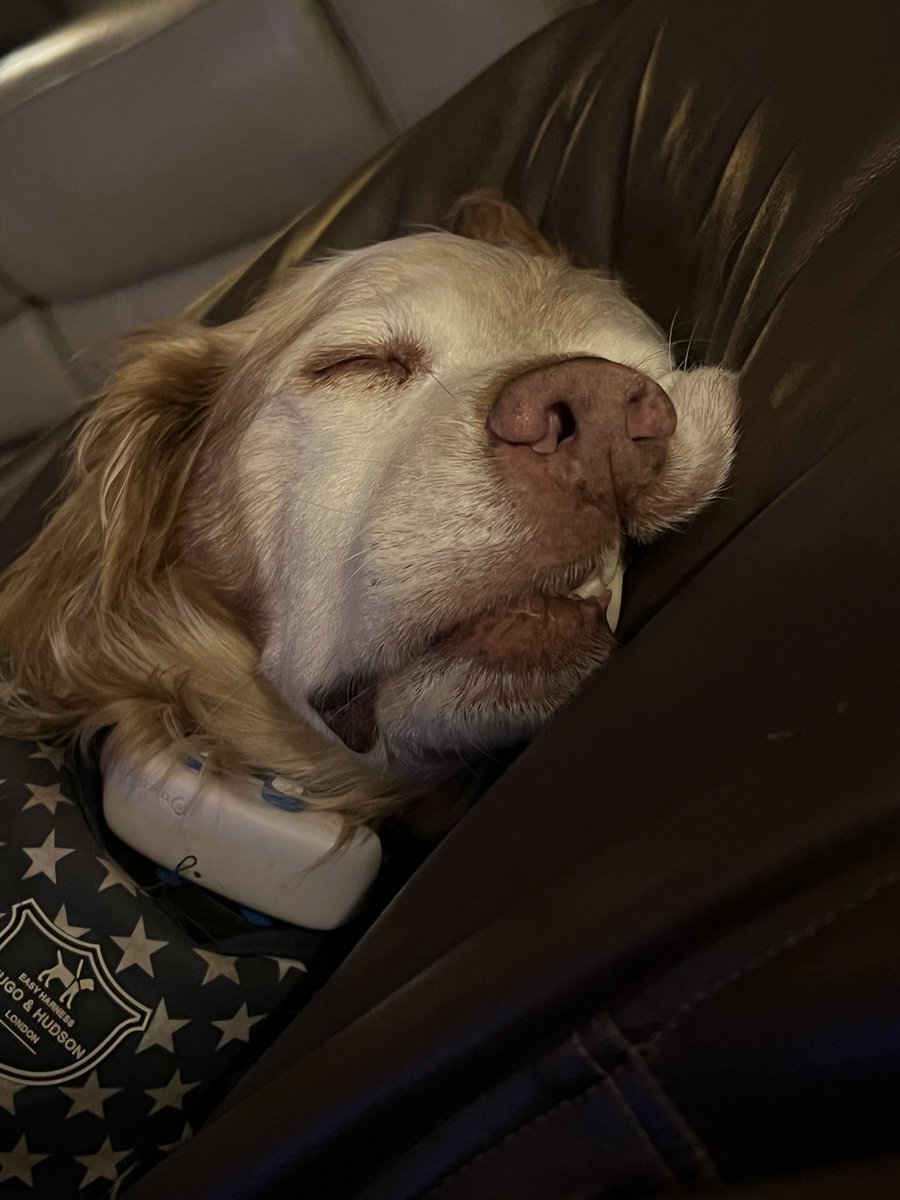 SpanielsSuper's tweet photo. Teefs!! #NotMyBestAngle #CaughtNapping https://t.co/cKoViXQsuT