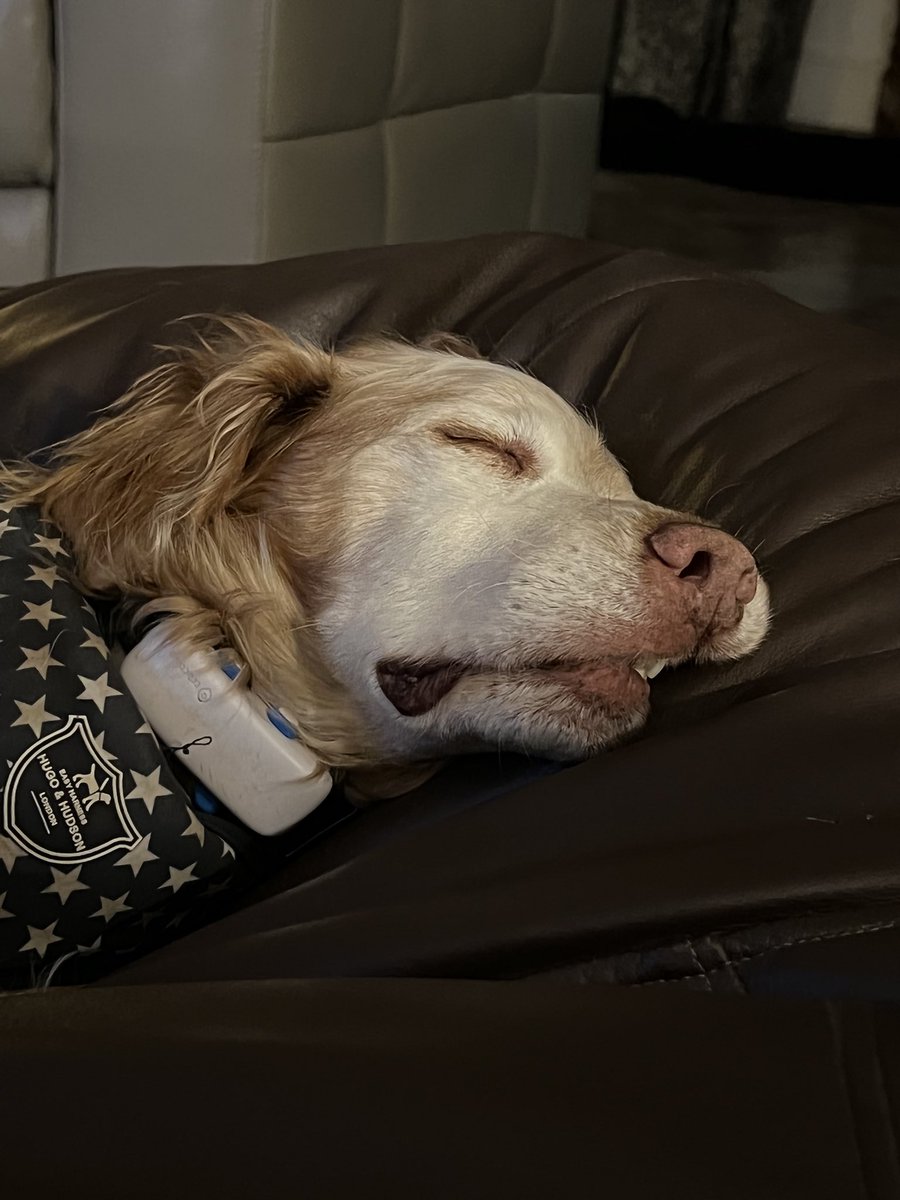 SpanielsSuper's tweet photo. Teefs!! #NotMyBestAngle #CaughtNapping https://t.co/cKoViXQsuT