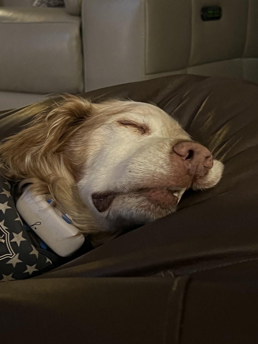 SpanielsSuper's tweet photo. Teefs!! #NotMyBestAngle #CaughtNapping https://t.co/cKoViXQsuT