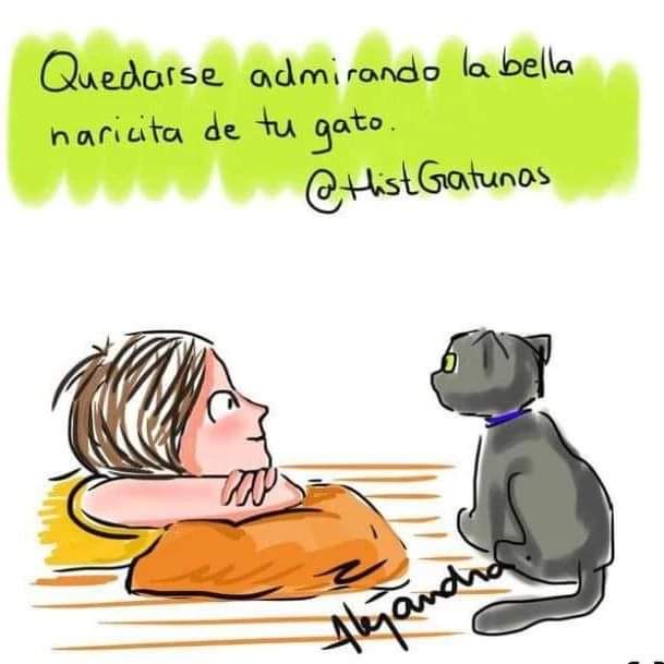 EPA_Chile's tweet image. Los gatos siempre nos cautivan #Animales #Compañerosdevida #Elloscuentan #Ellossienten #Gatos #Epanews #EpaChile