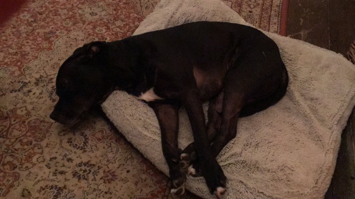 chebbes's tweet image. This doggo is rebooting…. Please wait! #SleepyDoggo