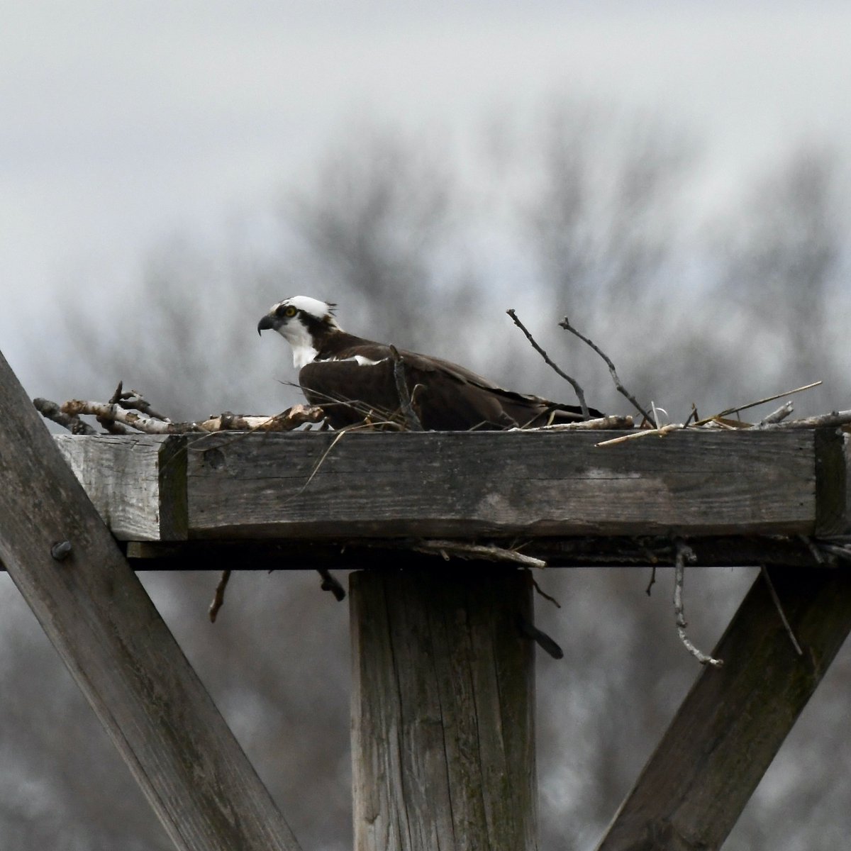 goddessmode's tweet photo. Might there be two sets of Marine Park Osprey babies this year. This solo Osprey was observed collecting materials for the previously unoccupied nest platform today. https://t.co/SqkEQhX0RE