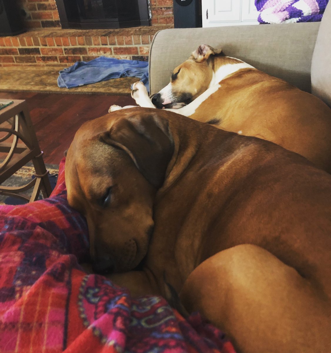 MsMolly_Maggie's tweet photo. #sundaycuddles #naptime https://t.co/RRuU76ThRy