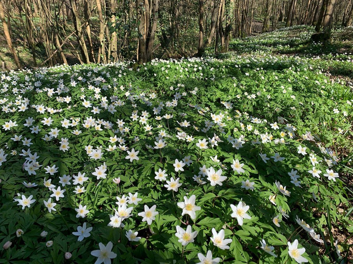 jsmithwalks's tweet photo. The most wonderful display of wood anemones I’ve ever seen at Ham Street National Nature reserve yesterday - as far as the eye could see #wildflowerhour https://t.co/M2MST3Cyac