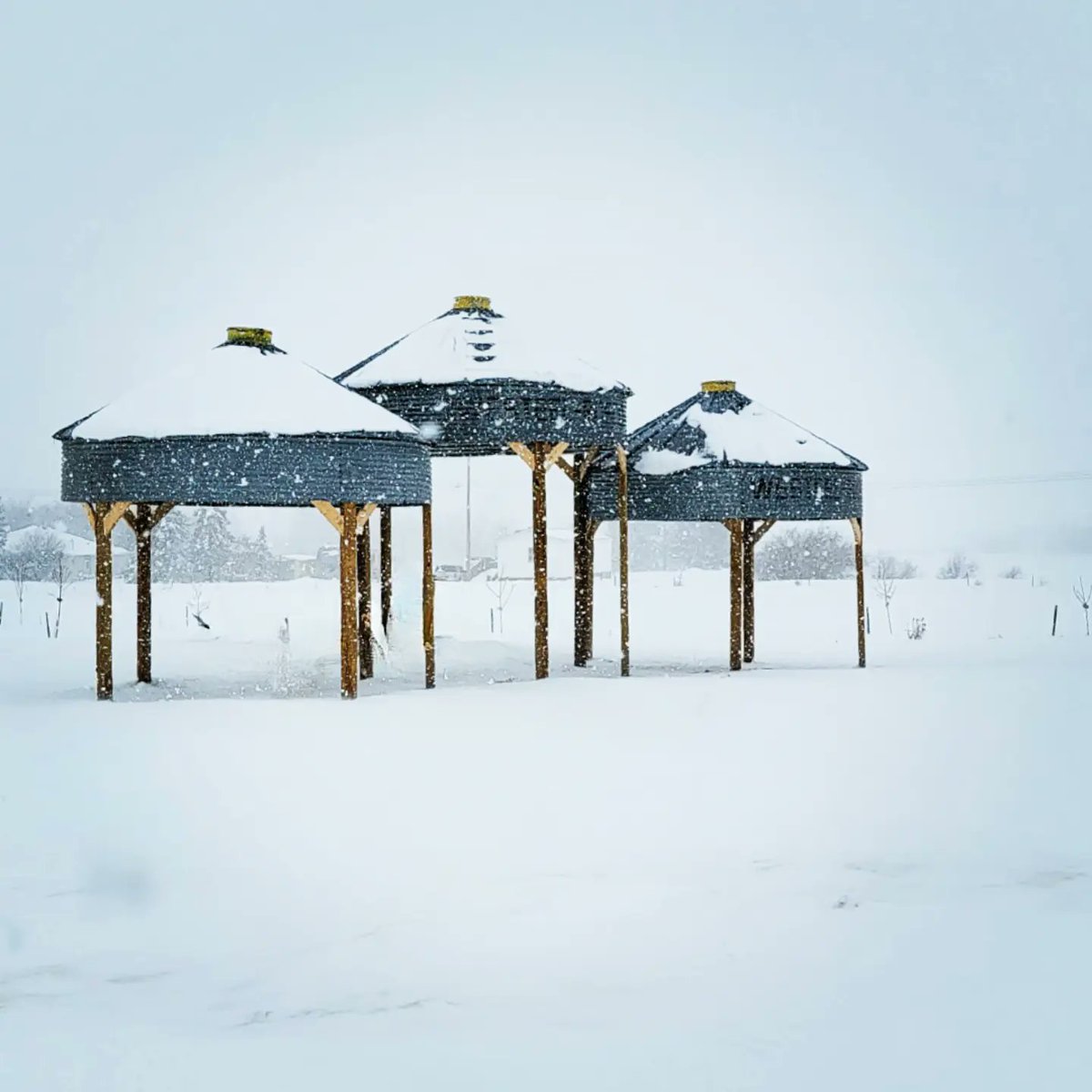 RoundHillRenaissanceAg tweet media