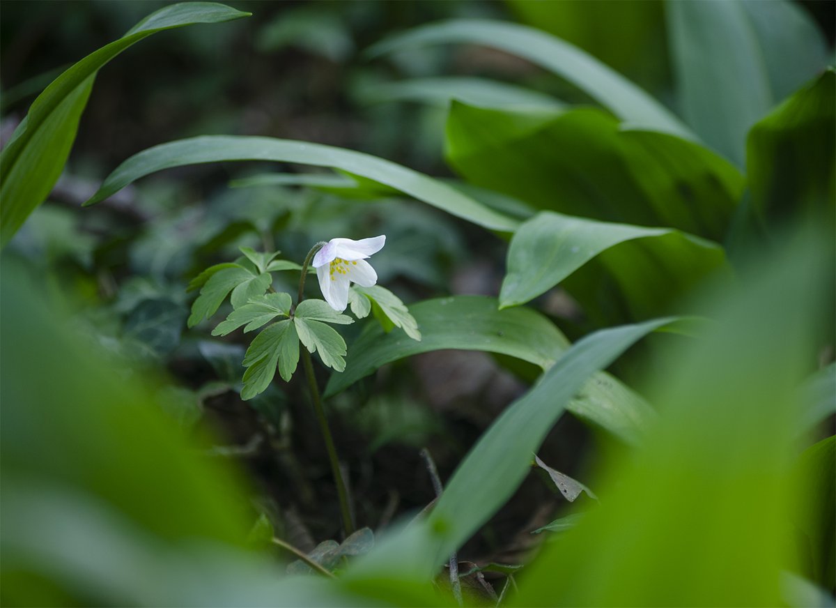 Wood Anemone - an indicator of ancient woodland and, as the flower folds up at night, folklore has it that it's a safe place for faeries to sleep. #wildflowerhour