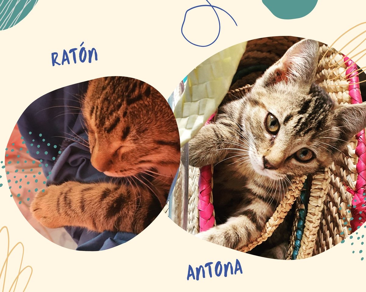 Yola_MartinezL's tweet photo. La #Felicidad se disfruta con nuestras mascotas, recuerda que son parte de la familia. 

Les presento a #Ratón y #Atona. 
📷 Presuman a sus peluditos. https://t.co/B6TzuTIqK1