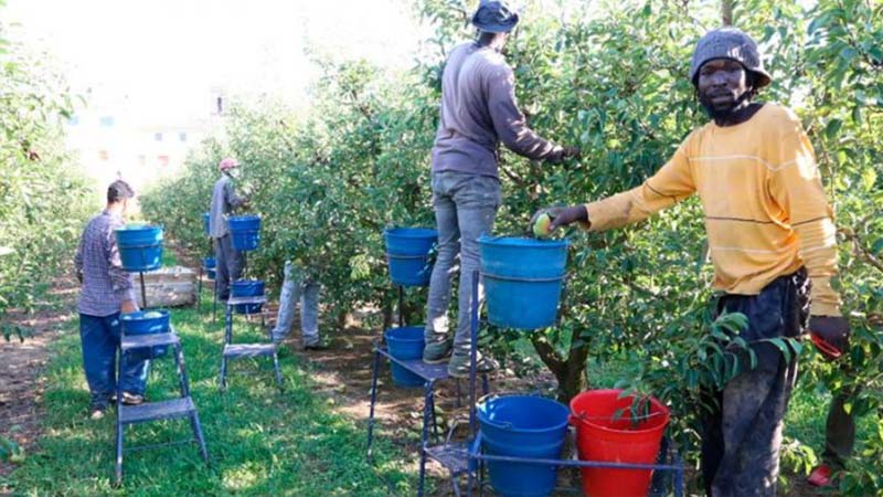 No los veremos en la "manifestación del campo", pero si hay comida en nuestros platos es gracias a ellos. A muchos no se nos olvida que la foto jamás estará completa sin los jornaleros y las jornaleras.