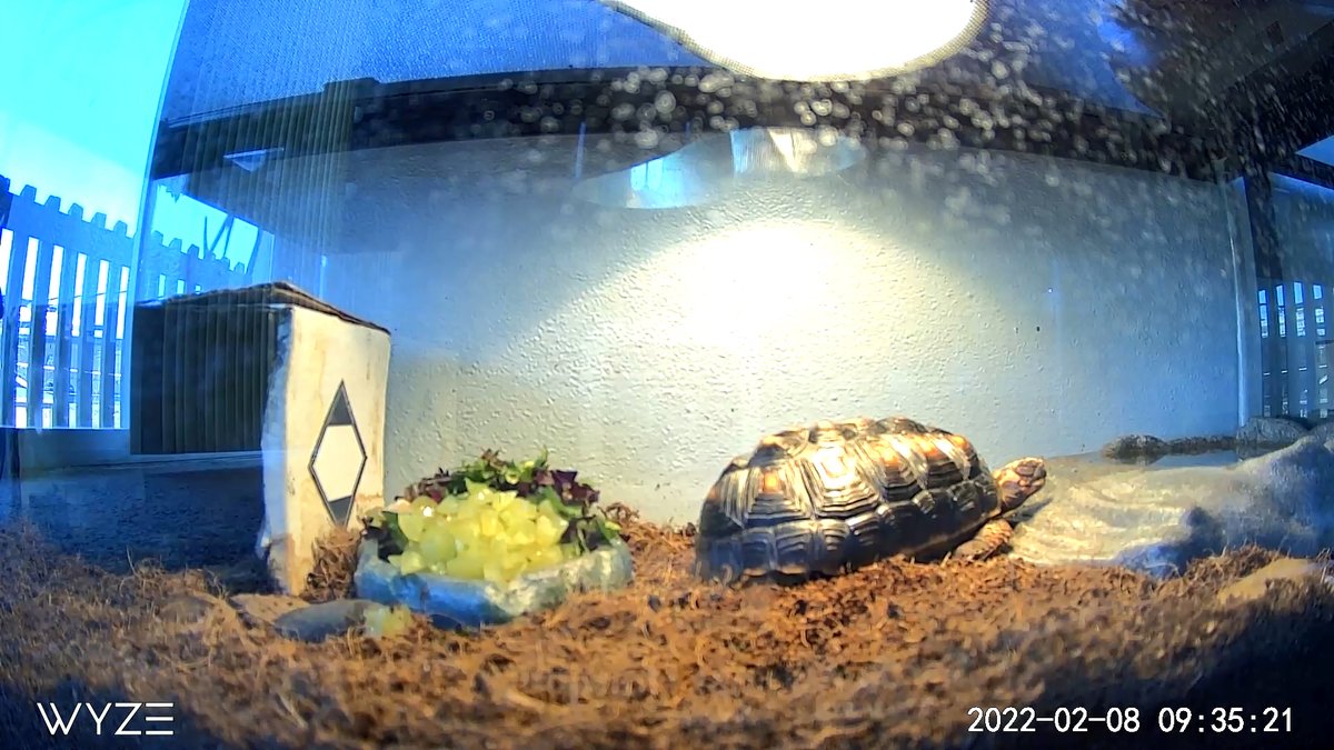 Penn Chemistry Sunshine Committee (@upchem_sunshine) on Twitter photo Poppy is a 1 yo red-footed tortoise, who likes head & shell rubs and munching on some fresh arugula. She drools when she sees bananas and egg whites. Her day starts with sunbathing, eating till noon and then she sleeps the rest of the day! -Amit <a href="/thegeekychemist/">Amit Kumar</a> of <a href="/SchelterGroup/">SchelterGroup</a> Poppy is a 1 yo red-footed tortoise, who likes head & shell rubs and munching on some fresh arugula. She drools when she sees bananas and egg whites. Her day starts with sunbathing, eating till noon and then she sleeps the rest of the day! -Amit <a href="/thegeekychemist/">Amit Kumar</a> of <a href="/SchelterGroup/">SchelterGroup</a>