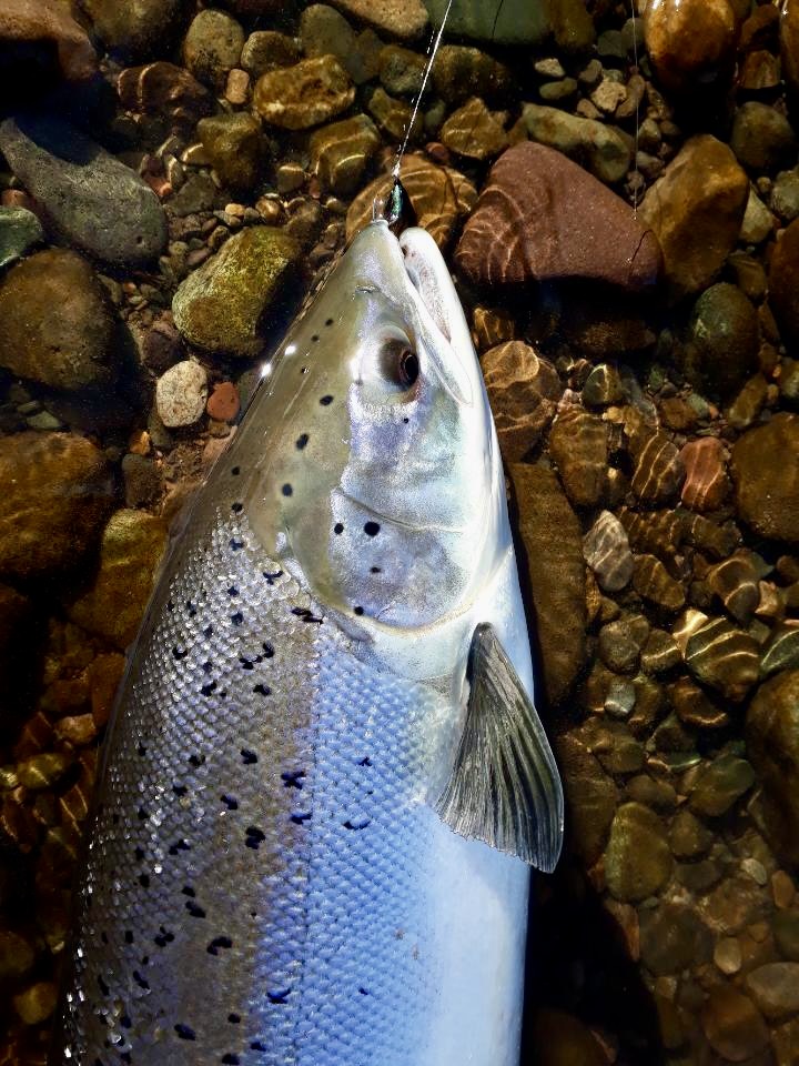 A pristine 15lb spring salmon caught by one of our members fishing our Wetheral Beat on the River Eden today. This is one of a number of spring salmon reported from our beats this year. Quickly and safely returned after waiting for it to recover in the net and a quick photo.