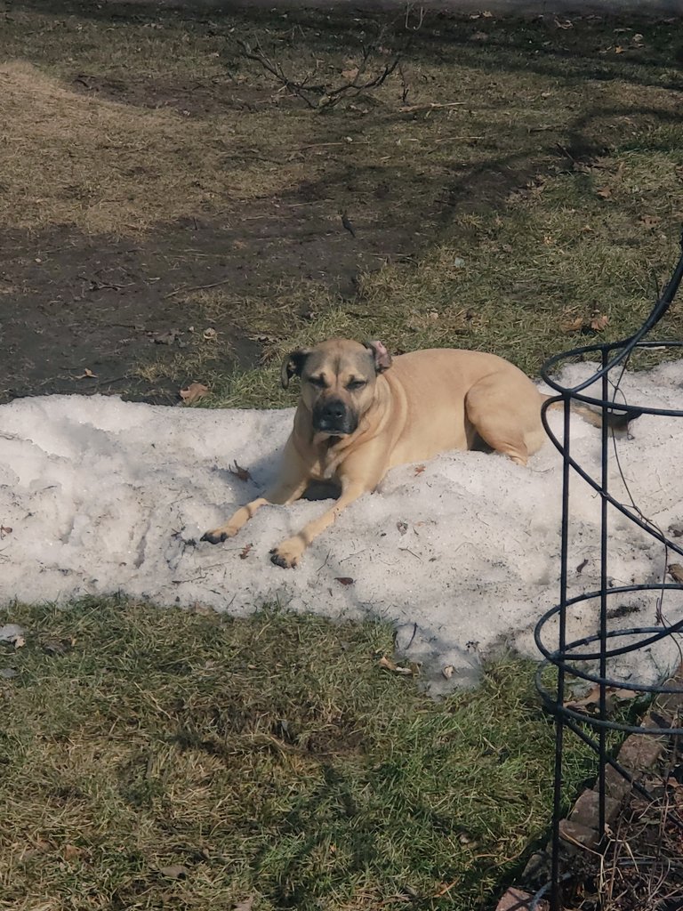 rotsnhell's tweet photo. @bunsenbernerbmd I know spring has sprung. But can we please keep this snow bank it feels SO good on the belly after a hard day of play! https://t.co/2AYSvjQsmn