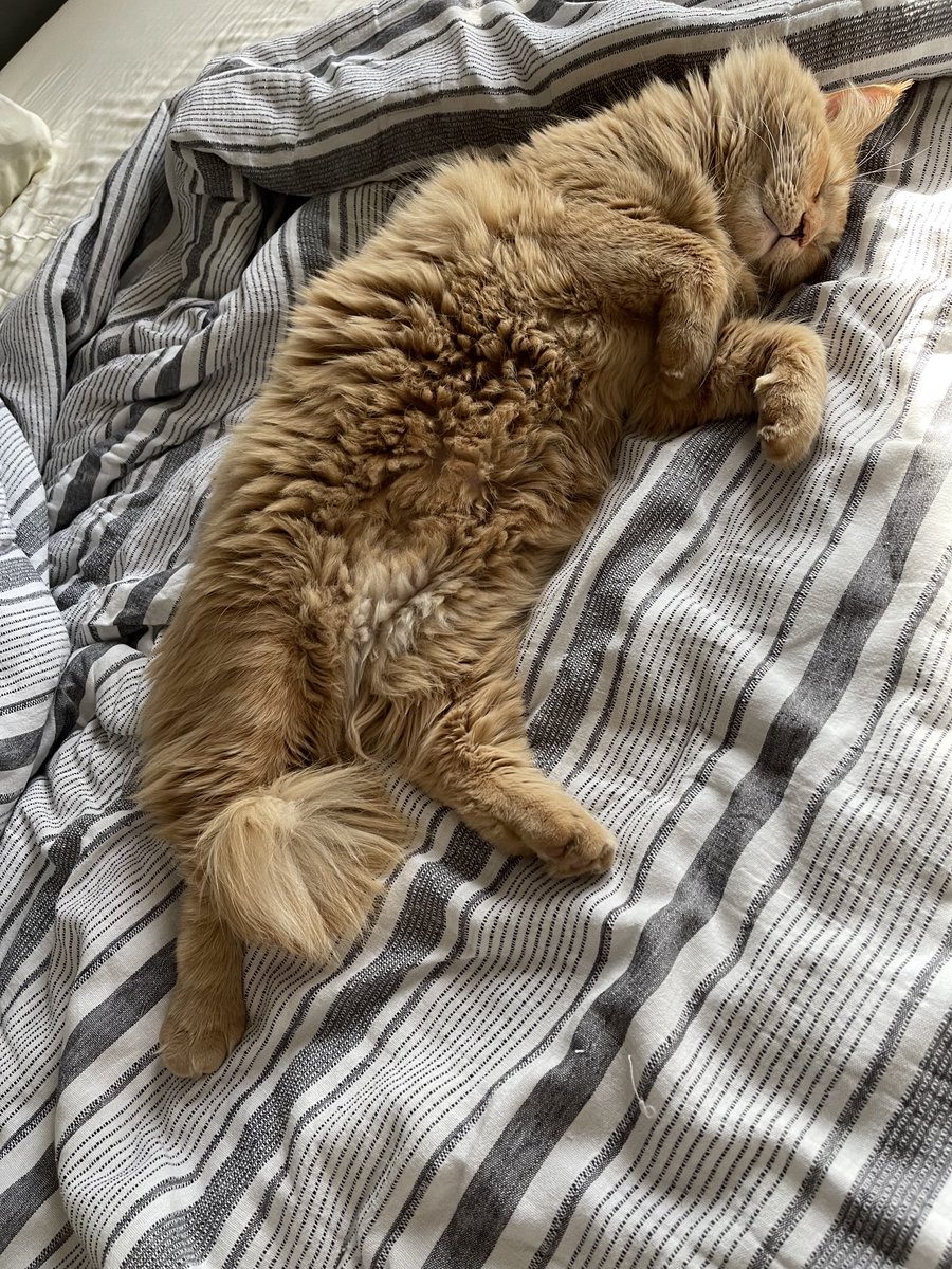 88blewby's tweet photo. Cat life. #Frisko https://t.co/3Zyb6cKhdA