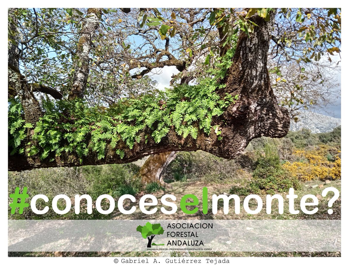 ASOCIACIÓN FORESTAL ANDALUZA tweet media