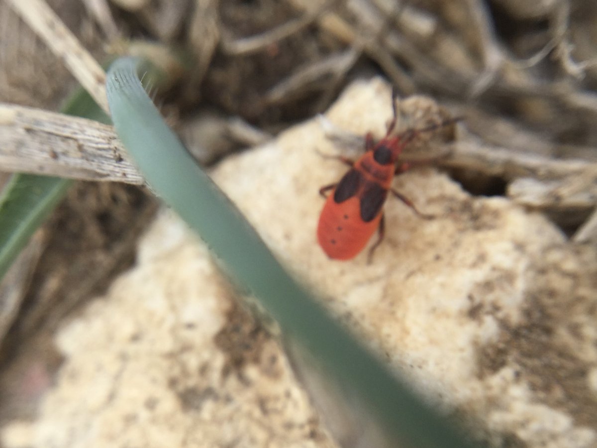 Going through some old images. A bug from HaYarkon Park, Tel Aviv, Israel from November 2019.  Perhaps Pyrrhocoridae of some kind.  Is it possible to identify?