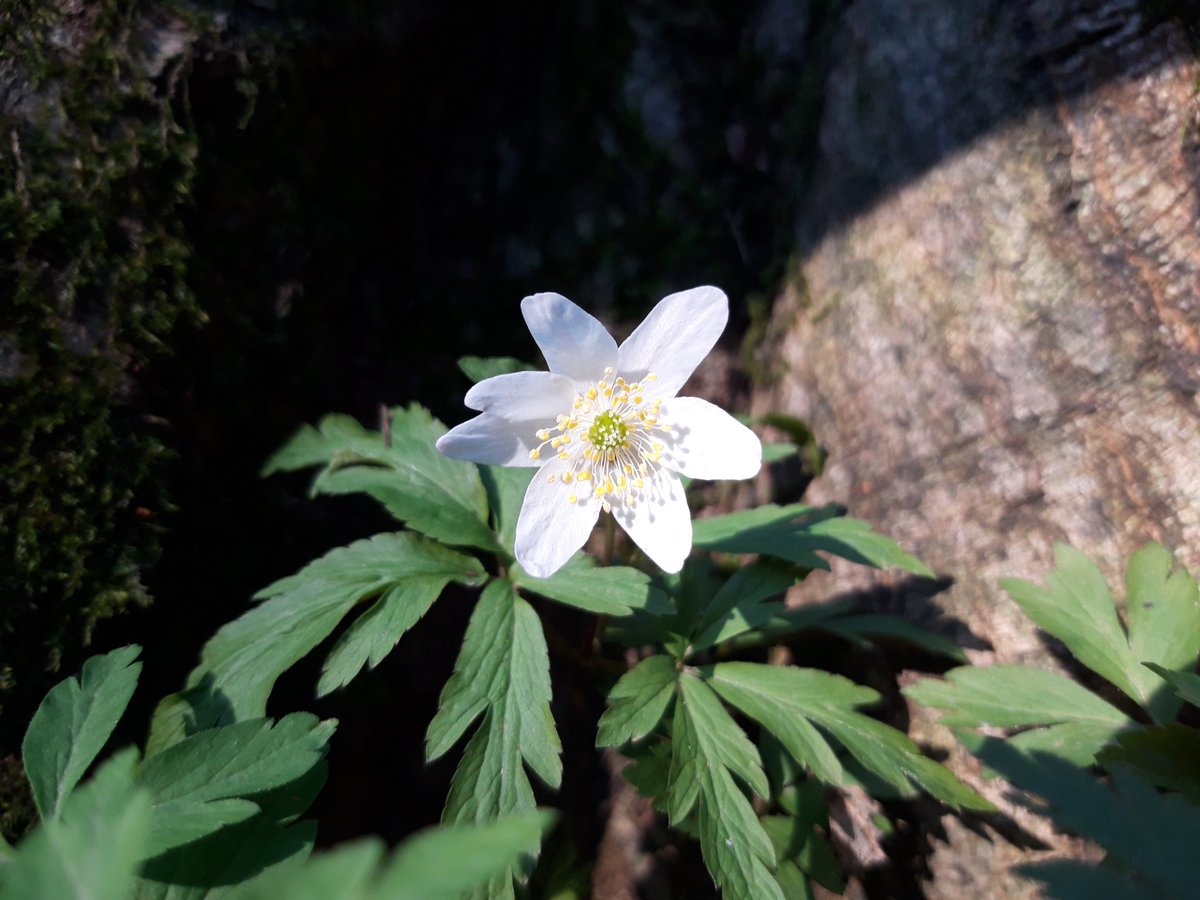 KayleighJPeace's tweet photo. Wood anenomes galore https://t.co/1fYZpf7V6Y