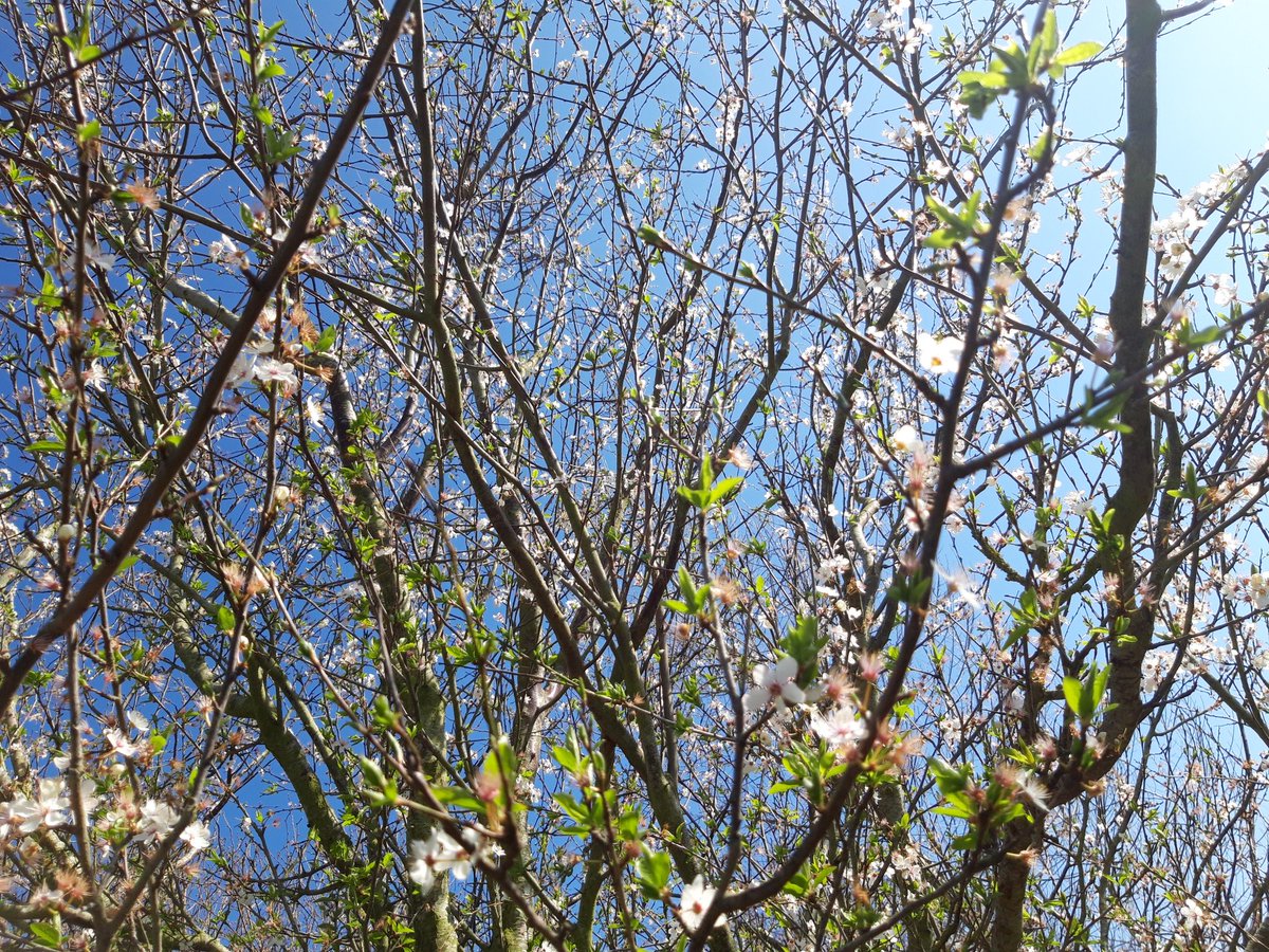 KayleighJPeace's tweet photo. Spring is finally here 🌸🌻🌼🌷😊 https://t.co/LPsUxq18VC