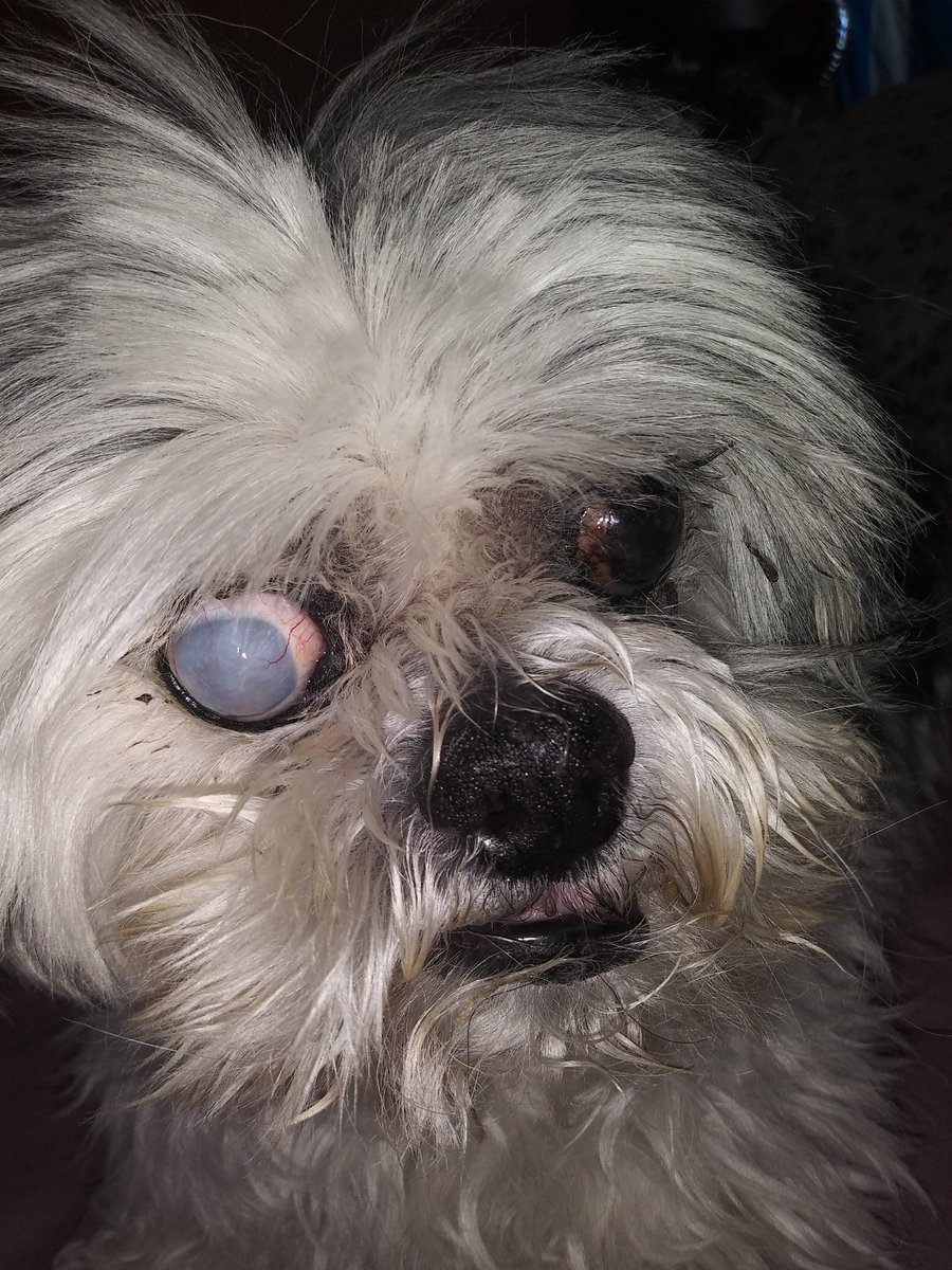 TEsselborn's tweet photo. Hi fwens cans I's gets a boop today? #dogsoftwitter #dogs #doggo #Sundayboop https://t.co/lw96rVA9dJ