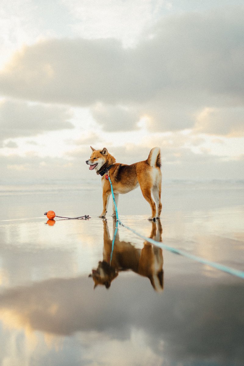 aikotheshib's tweet photo. beach trips, golden hour, happy faces. What more could you ask for 😍 
#beachlife #twitterdogcommunity #Dog #doge #dogearmy #shiba https://t.co/kFVPfyXr3o