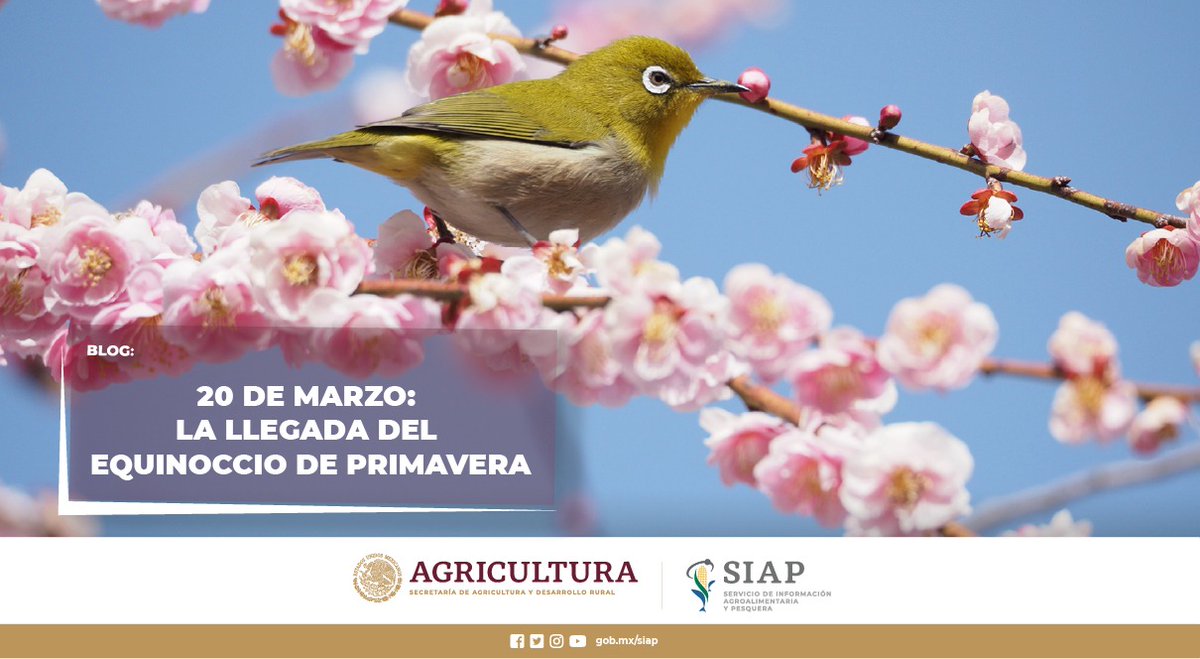 DGSIAP_Mx's tweet photo. #BlogSIAP En México, con la llegada de la #primavera, cultivos como el melón, la naranja, el nopal, la piña y la sandía, alcanzan altos porcentajes de producción en los meses que conforman esta estación, definiéndose como #productosdetemporada.
Lee: https://t.co/VqbtekRlg5 https://t.co/CNuTIyNajs