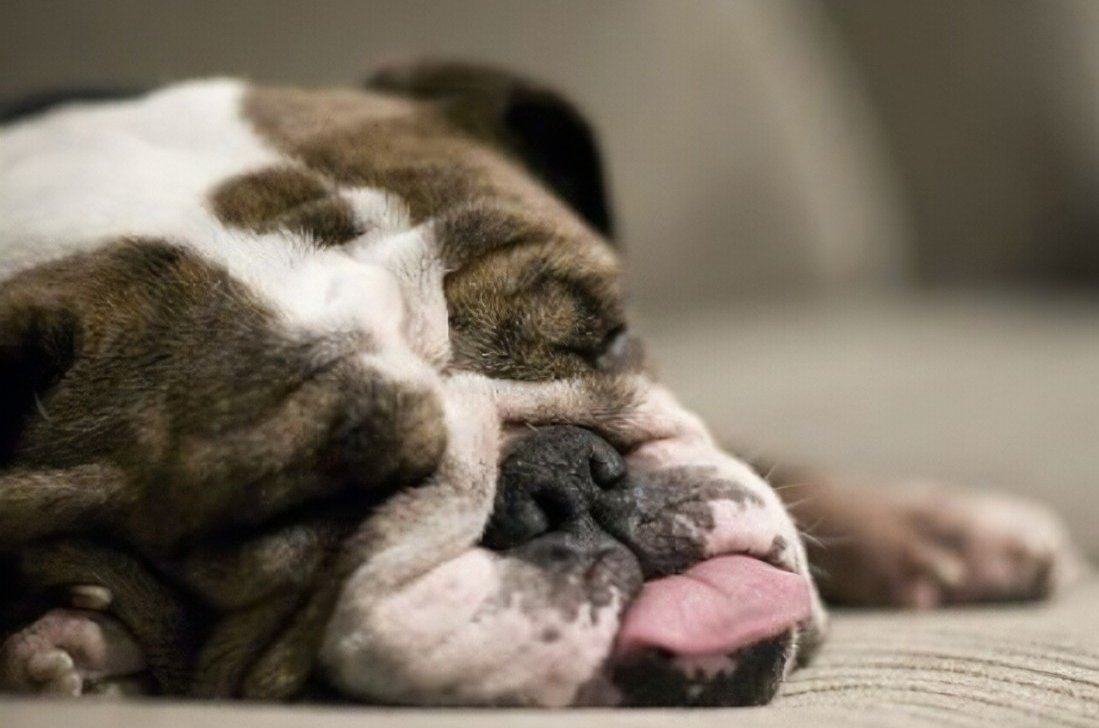 center_paw's tweet photo. Sunday mood... https://t.co/0MV3kCZC6s