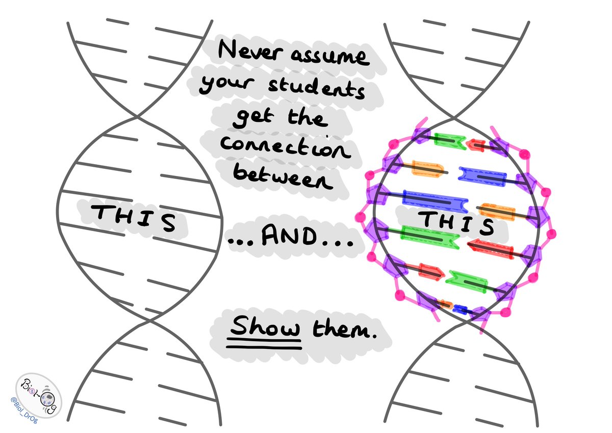 Biol_DrOg's tweet photo. Biology teachers. It may seem obvious to us, but to some Ss it's not. Even when double helix is side by side with nucleotide format. Overlay them. It was a revelation for one of my classes. https://t.co/uz72ClVvJS