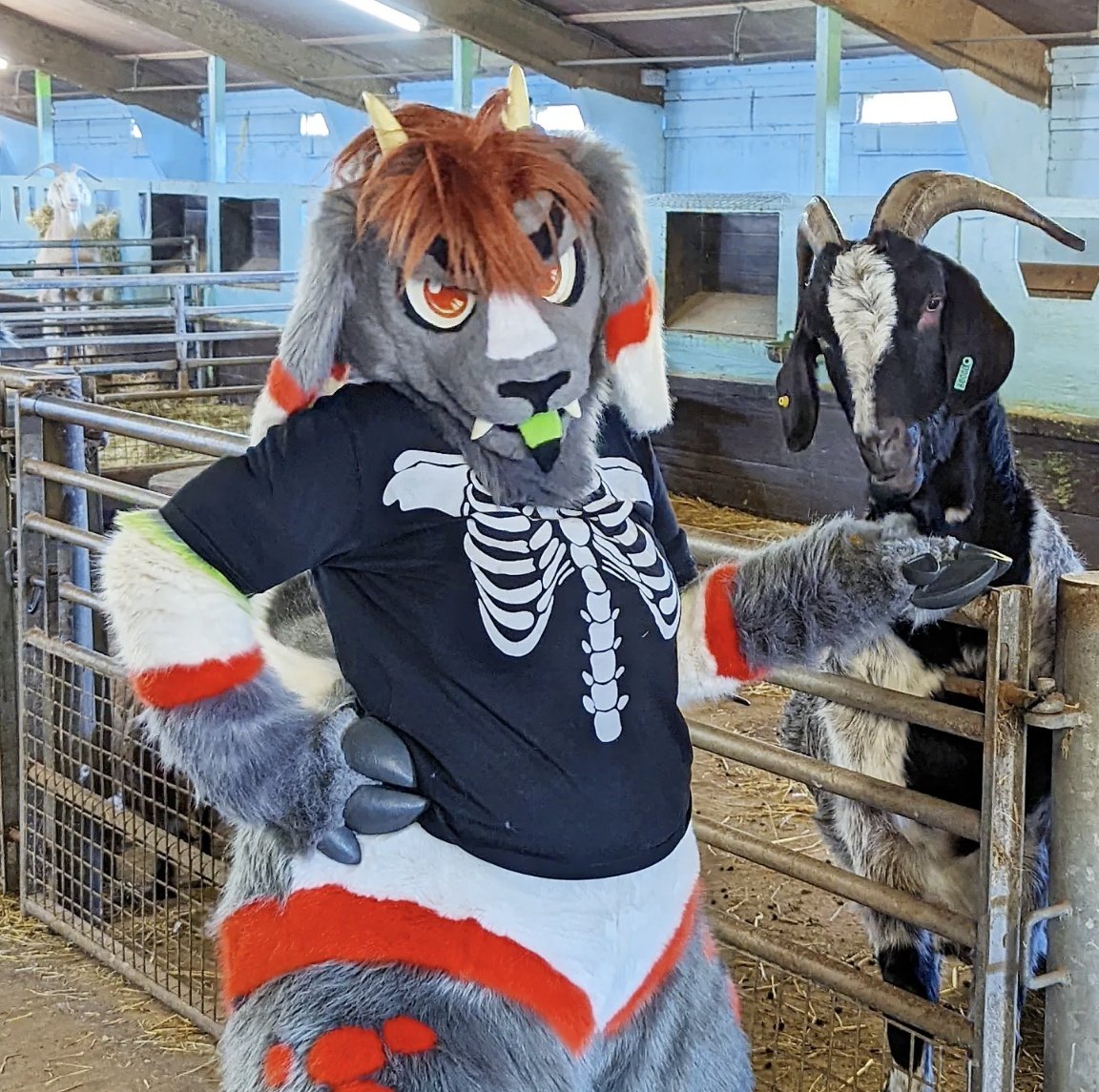 Reskell492's tweet photo. It's #SnowGryphonSunday & today it's extra special! I took @PumpkinGoat to @BucksGoat to meet the residents!
Eleanor & the team were AMAZING, super excited & accommodating, check them out! #SuitingSunday #Fursuit
🪡 @SGSuits 🐐📍 @BucksGoat
#GoatFursuit #GOAT 📸 @Jezbizzle https://t.co/x2WSmLcRPm