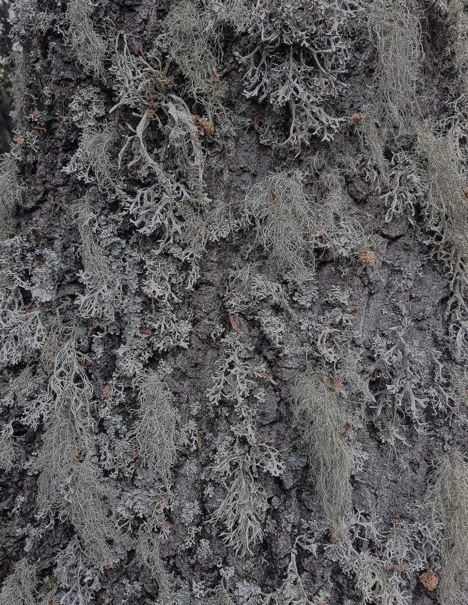 Kompot02829's tweet photo. Nature’s art. https://t.co/xZVOdwmcD1