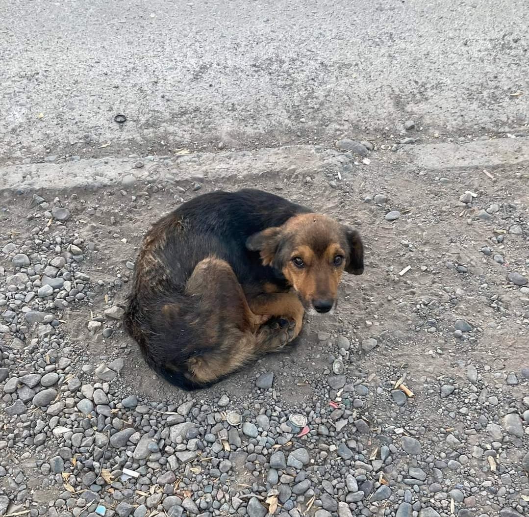SE NECESITA HOGAR TEMPORAL O DEFINITIVO URGENTE!!!

Este pequeño abandonado en la comuna necesita con urgencia un hogar para recuperarse y así encontrar el mejor hogar para el!

No lo dejemos solo!
Favor RT!!!

Contacto: 997844055
 #Adoptanocompres