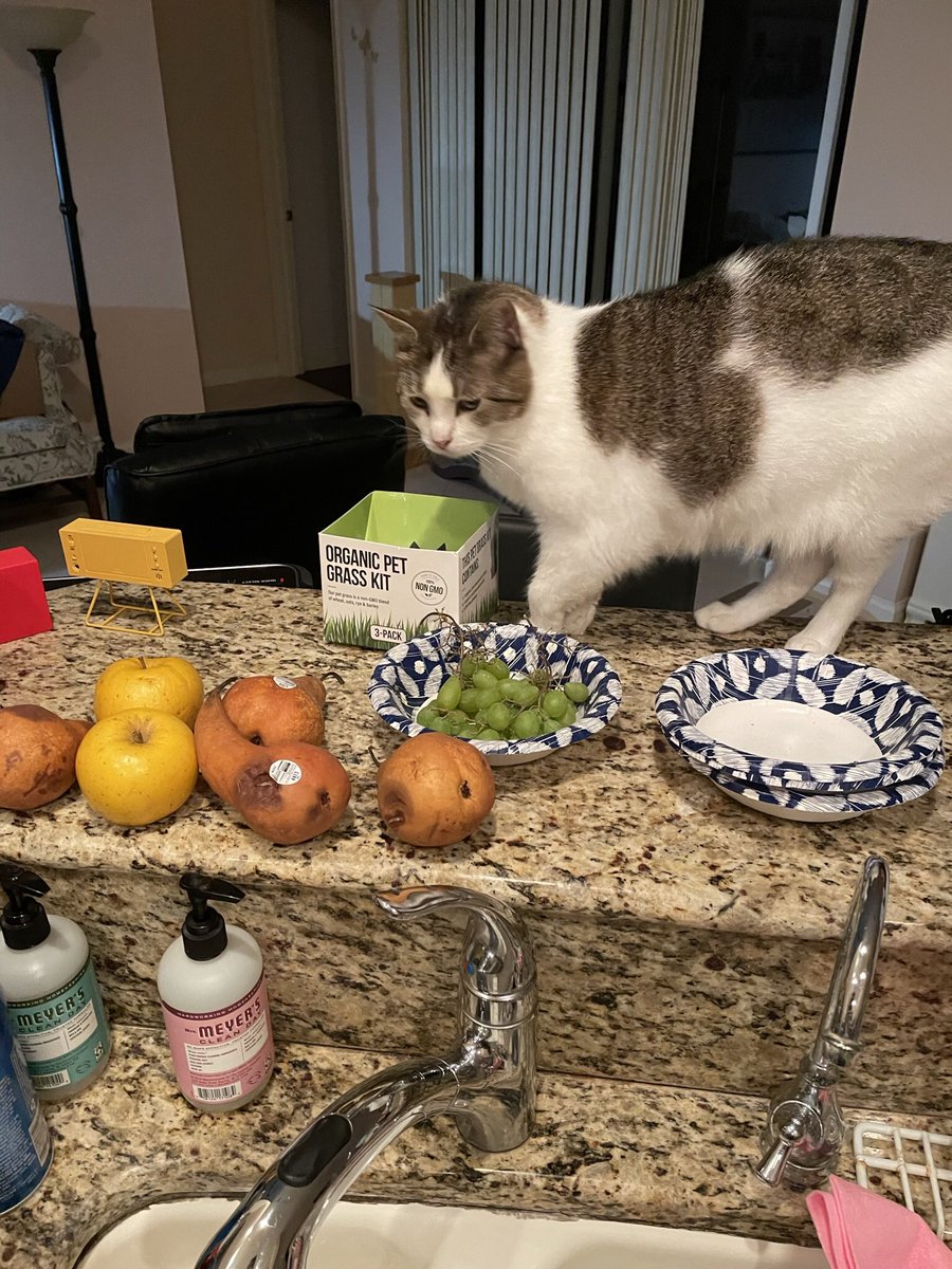 HelenDomestic's tweet photo. Human:  take an aspirin (stop audibly groaning!), serve kitty's dinner. https://t.co/vurXk92W0c
