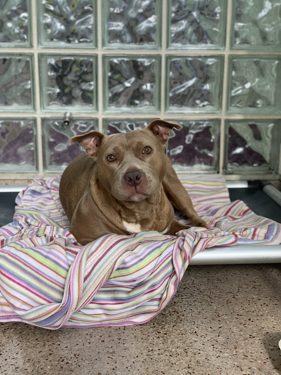 PSPCA's tweet photo. Dorothy is NOT enjoying kennel life. What she REALLY wants is a family of her own. 

This beauty was rescued  in 2020 alongside a cat (which means she can live w/ another one 😊). She waited for her court case to be over &amp; is ready to kiss kennel life goodbye.

Share for Dorothy! https://t.co/sD5WzDI1vq