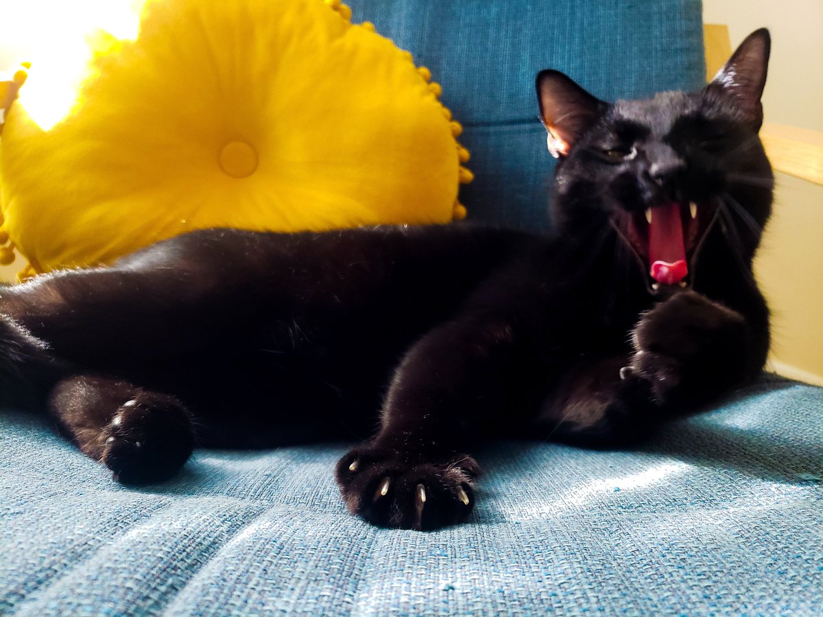 watsup_c's tweet photo. Some people think black cats aren't photogenic. This black cat is photogenic in all his poses. #CatsOfTwitter #BlackCat https://t.co/KZcLbSK9dZ