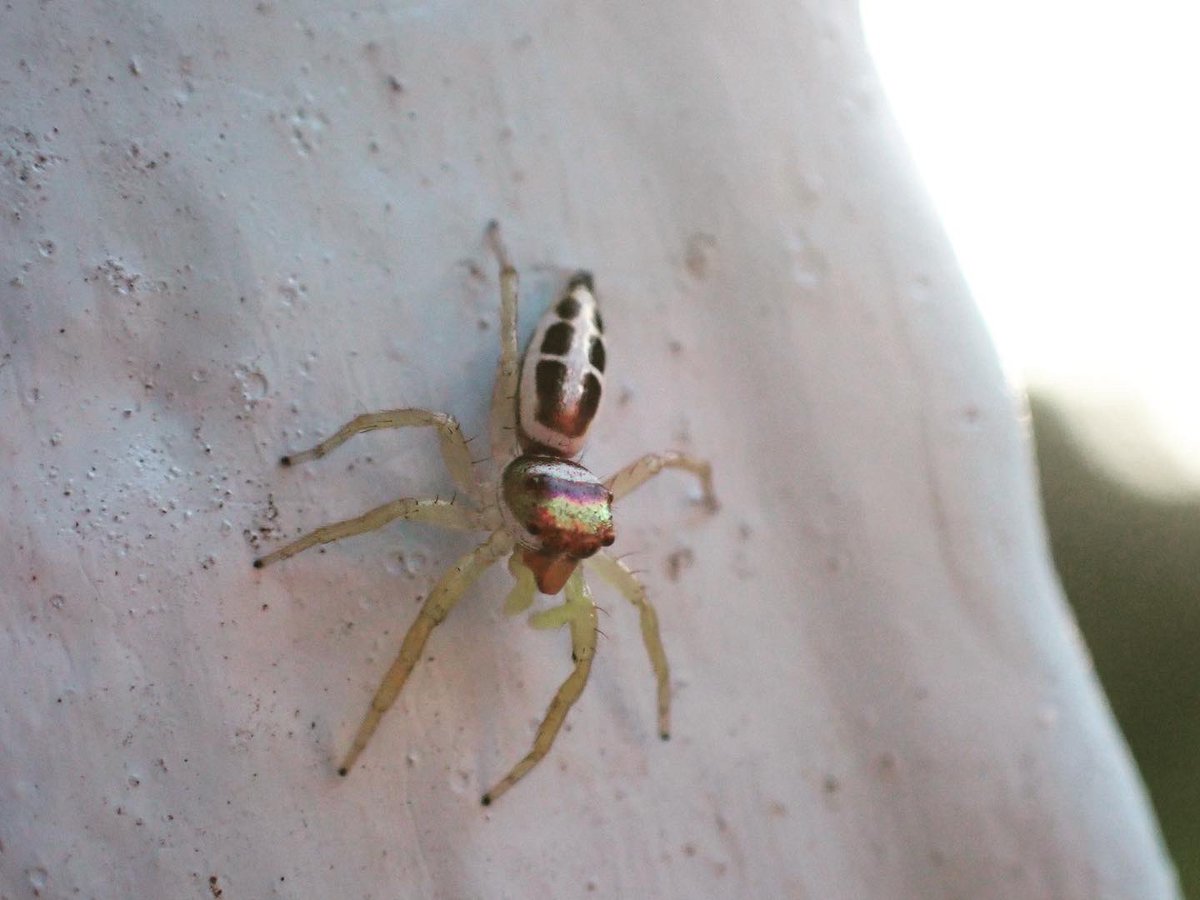 ClaassensLouw's tweet photo. Shimmering golden Monday morningβ¦#jumpingspider #palau #tinycritters https://t.co/0ZJd1tTnUP