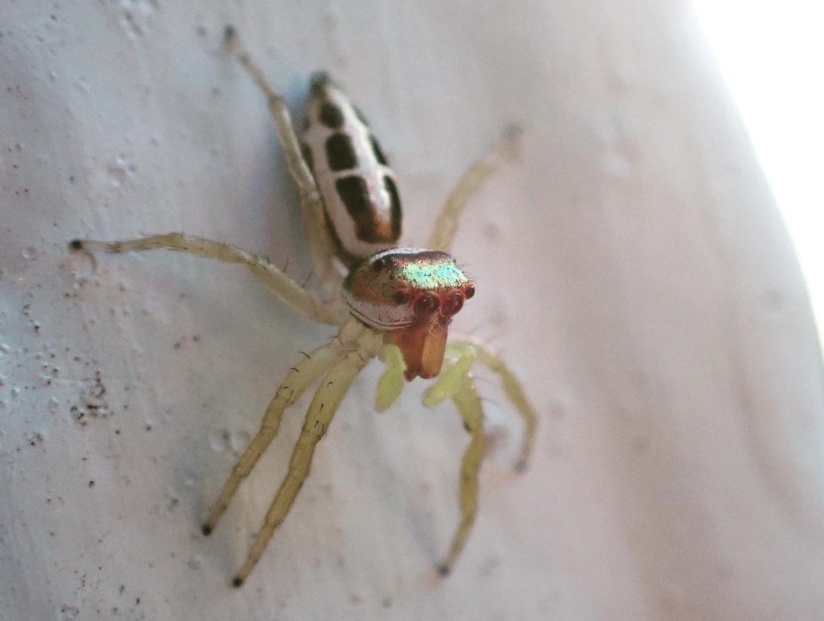 ClaassensLouw's tweet photo. Shimmering golden Monday morningβ¦#jumpingspider #palau #tinycritters https://t.co/0ZJd1tTnUP