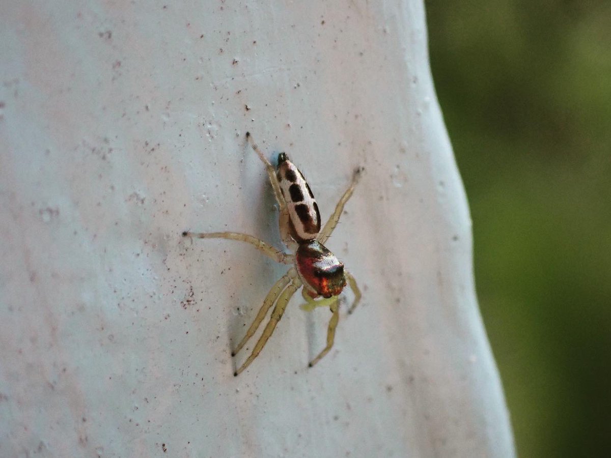 ClaassensLouw's tweet photo. Shimmering golden Monday morningβ¦#jumpingspider #palau #tinycritters https://t.co/0ZJd1tTnUP