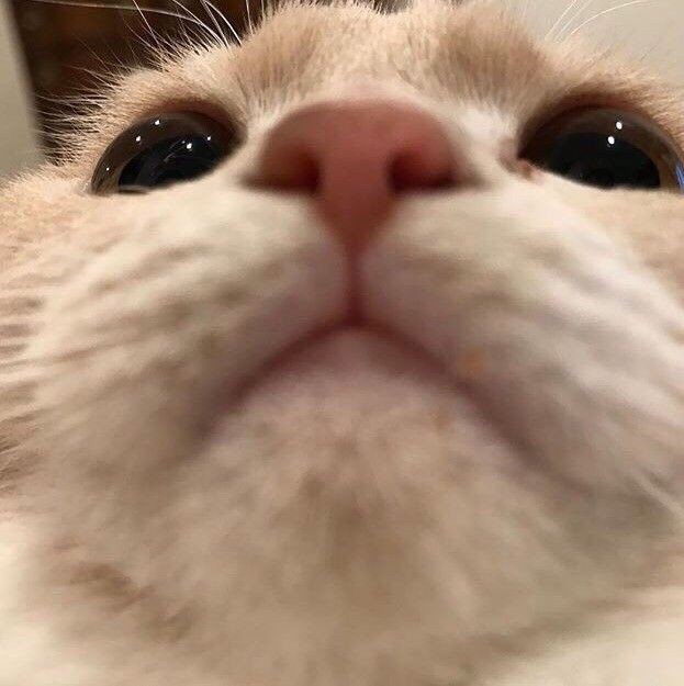f9kitties's tweet photo. https://t.co/F7laa3veiX