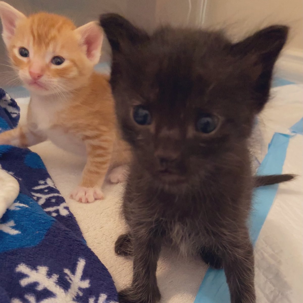Foster_Fluff tweet picture