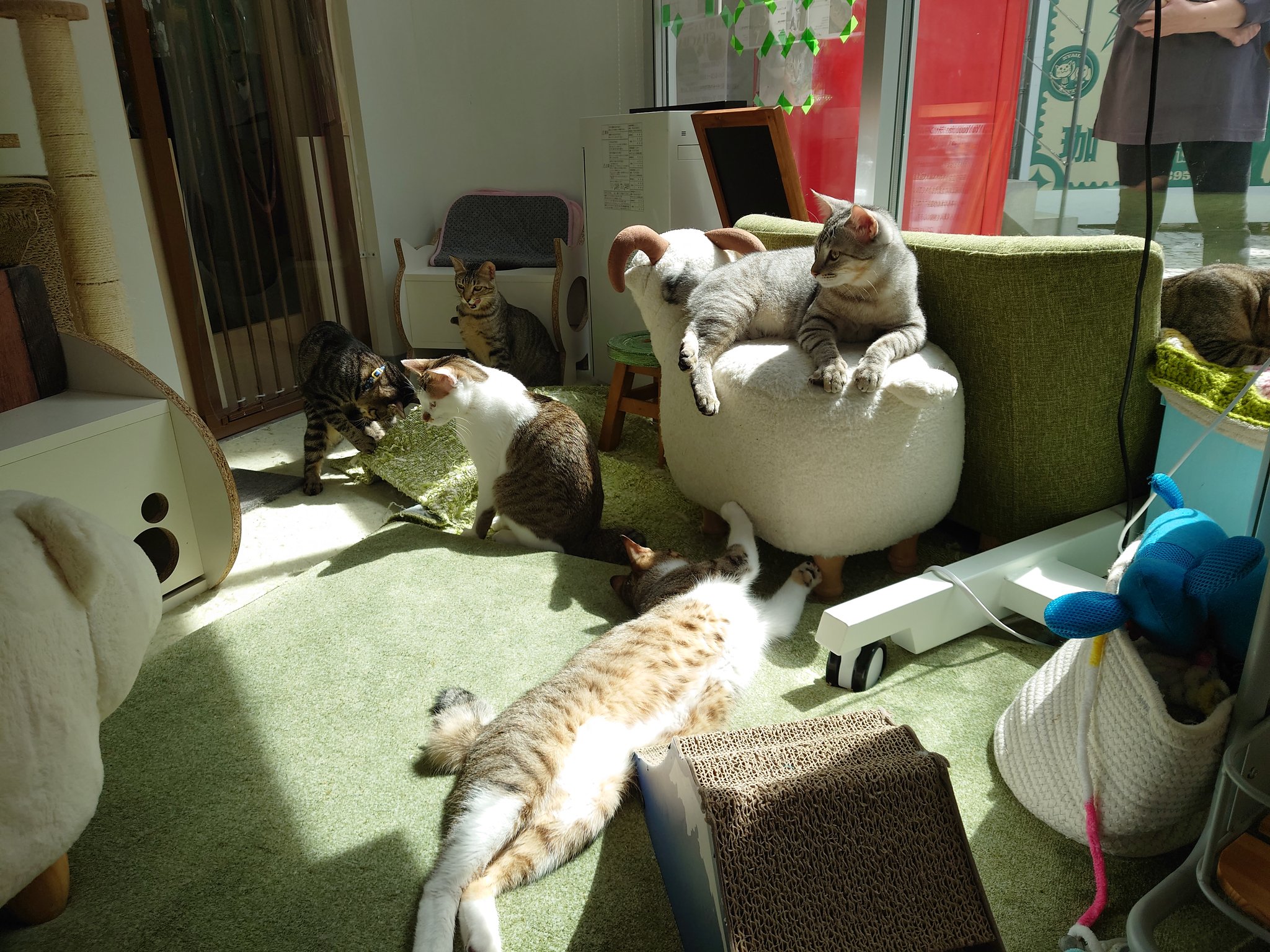 Npo法人にゃいるどはーと 東長崎の寄付型保護猫カフェではまったり日向ぼっこ中です １３時よりお待ちしております 保護猫 里親募集中 多頭飼育 保護猫カフェ T Co Kngtogfwbe Twitter