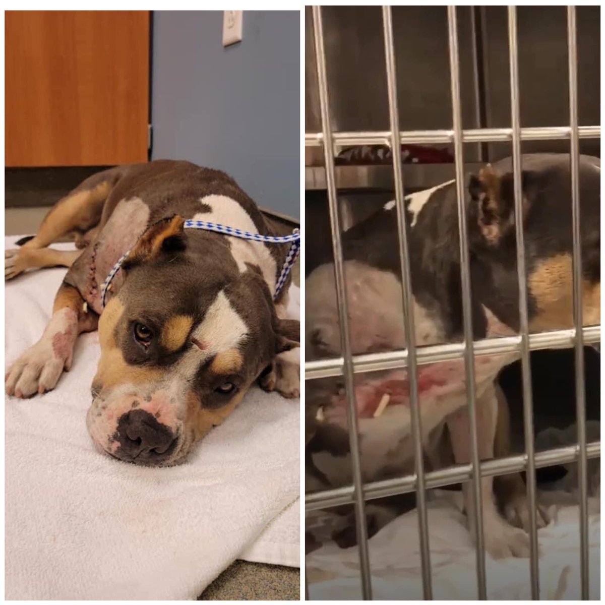 nasrene41's tweet image. Another case of horrible abuse! 💔 
#TUTI #FRUTI #A2333855 Bite wounds,dirty, contaminated laceration &amp;amp;  wounds non right lateroventral aspect of neck &amp;amp; axillary area.Qualifies for SUN program under category D-1
3 year old,female, #AmericanBulldog mix.
facebook.com/rescuememiami2…
