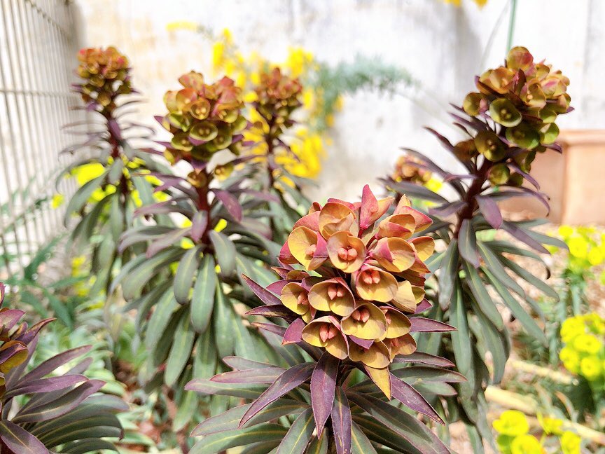 コノマルスー Al Twitter ユーフォルビアのブラックバードも花が咲き始めました 隣のリギダも元気 こんなふうに茎がニョロ っと伸びて先に花をつけてます 不思議な植物だな 庭の草花 T Co Dssfva4gjz Twitter コノマルスー Al Twitter ユーフォルビアのブラックバードも花が咲き始めました 隣のリギダも元気 こんなふうに茎がニョロ っと伸びて先に花をつけてます 不思議な植物だな 庭の草花 T Co Dssfva4gjz Twitter