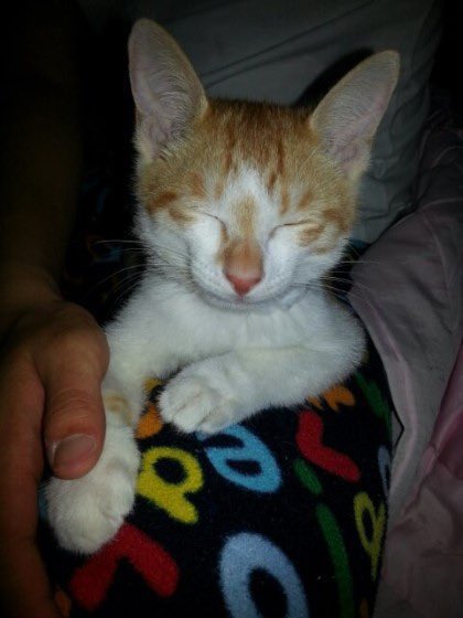 eternallino's tweet photo. kstays shared some photos of baby soonie and doongie from leeknow’s kakaotalk status when he was young 😭 https://t.co/RwwKwgol8D