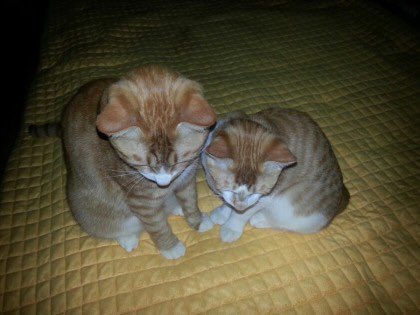 eternallino's tweet photo. kstays shared some photos of baby soonie and doongie from leeknow’s kakaotalk status when he was young 😭 https://t.co/RwwKwgol8D