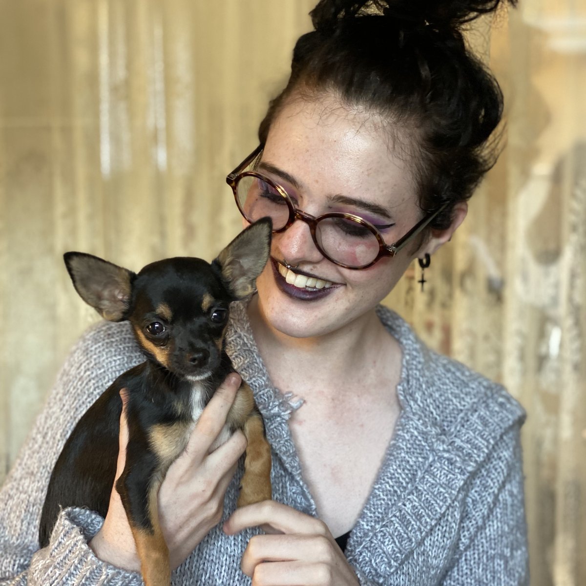 Got to hang with Coco 💕 my friend's 3-month old ChiWOWa