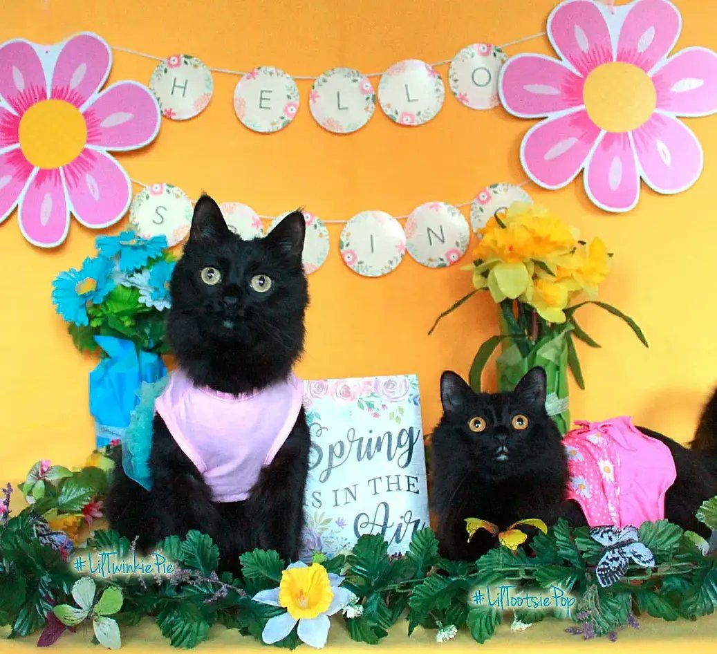 LilMissBabycat's tweet photo. #HappyFirstDayofSpring 
Finally! We've been waiting for brighter and warmer days!! Our bird friends are coming  back too! #HappySpring from me, Tootsie and Twinkie! #VernalEquinox  #spring #hellospring #springtime  #springflowers #blooming #blackcat https://t.co/Yh3IrhgiPz