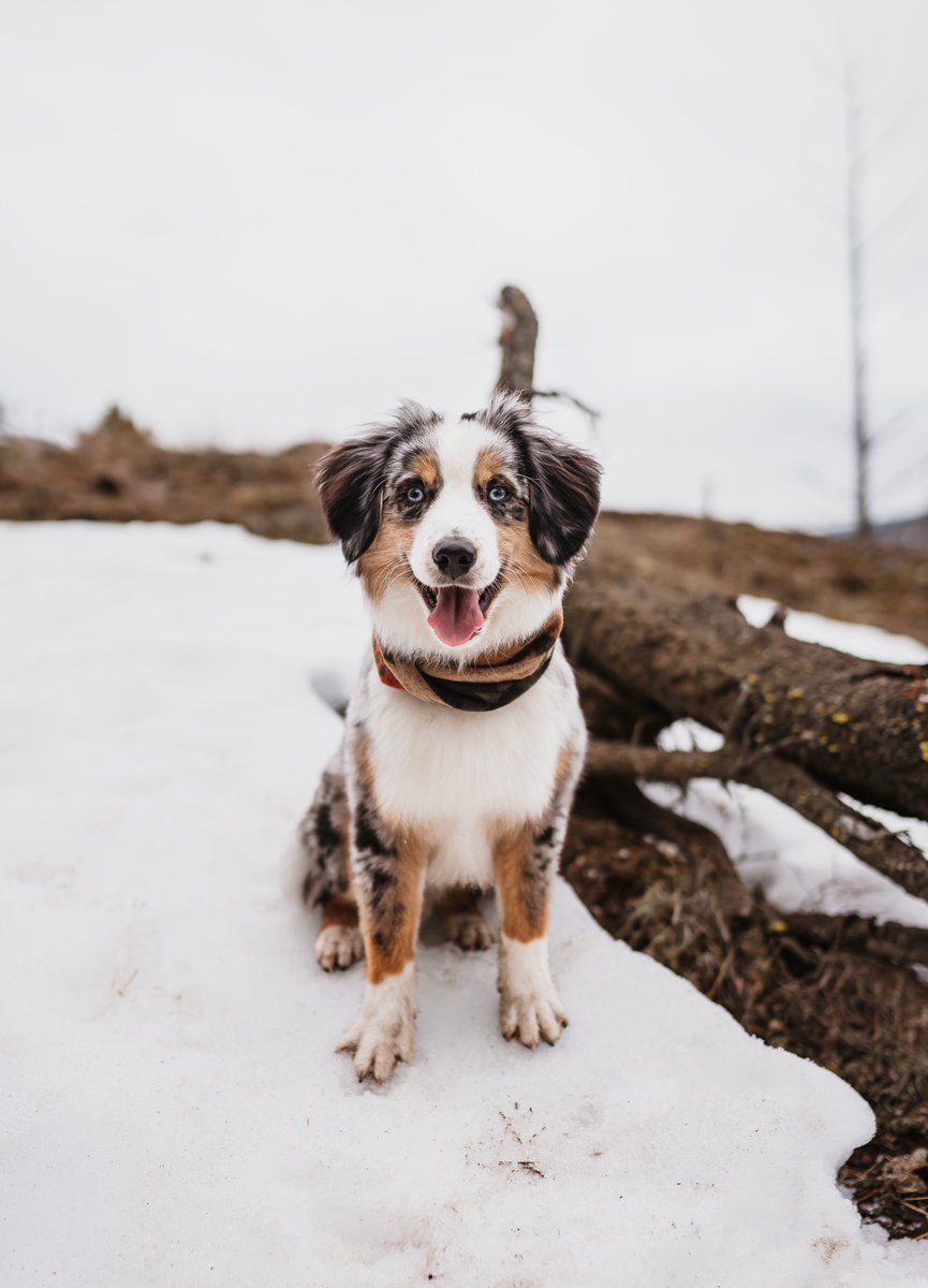 Cheesing our way through the weekend #twitterdogcommunity #dogsoftwitter #dogsofinstagram <a href="/Northernhounds_/">Northern Hounds</a>